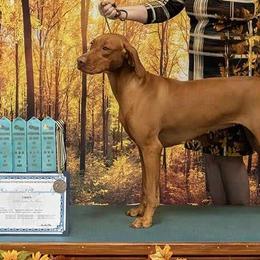 Naomi - Vizsla