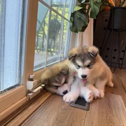 Alaskan Malamute Puppies from Alpenglow Alaskan Malamutes