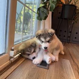 Alaskan Malamute Puppies from Alpenglow Alaskan Malamutes