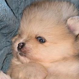 Teddy - Cream sable male Pomeranian puppy in Los Angeles, California from Pommies of LA