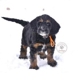 Orange boy - Phantom male Bernedoodle puppy in Waukesha, Wisconsin from Bernedoodle Boutique (and Cavapoos)