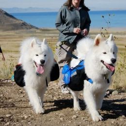 Samoyeds from Double Helix Samoyeds
