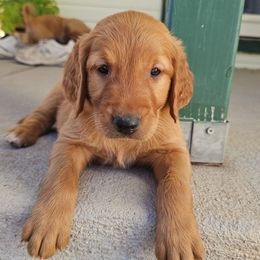 Ledoux - green collar - Dark golden male Golden Retriever puppy in Cheyenne, Wyoming from Battlemountain Kennels