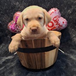 Cupid - Yellow male Labrador Retriever puppy in Bemidji, Minnesota from Northern Star Elite Quality Labrador Retrievers