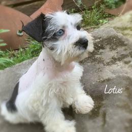 Miniature Schnauzer Puppies from Mrs Bs Teeny Schnauzers & Doodles
