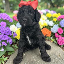 Gemma - Black female Goldendoodle puppy in Prosperity, Pennsylvania from Stelladoodles & Company
