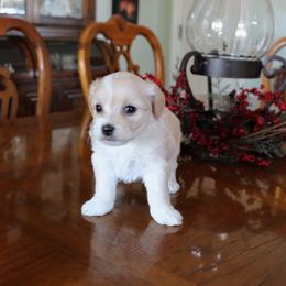 Smilley - Red sable female Havanese puppy in Hamptonville, North Carolina from Alabama Havanese Kennel Tidewater Kennel