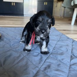 Miniature Schnauzer Puppies from Miles Family Schnauzers