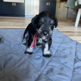 Miniature Schnauzer Puppies from Miles Family Schnauzers
