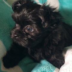 Mi-Kis from Jubilee Mi-Ki's