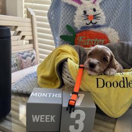 Tony Lama - Apricot male Goldendoodle puppy in Chino Valley, Arizona from Bass Creek Doodles