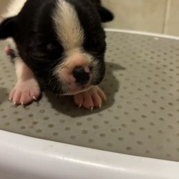 Sunny - Black and white male Boston Terrier puppy in Spartanburg, South Carolina from Sassy Pap Farms