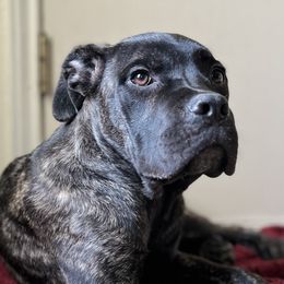 Cane Corso from jada dupre