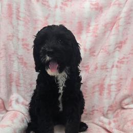 Waffle - Black and white female Bernedoodle puppy in Brigham City, Utah from Prairie Rose Doodles