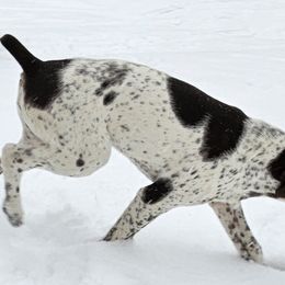 Walt - White and liver German Shorthaired Pointer puppy in Bartlett, Tennessee from Pickett's Pride