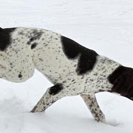 Walt - White and liver German Shorthaired Pointer puppy in Bartlett, Tennessee from Pickett's Pride