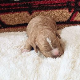 Charlie - Red male Cavapoo puppy in Casa Grande, Arizona from Curls and Camo Pups