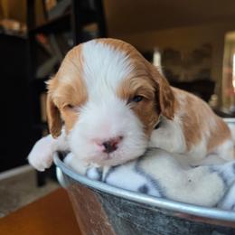 Clover - Red male Cavapoo puppy in Blackfoot, Idaho from Draper Mountain Doodles