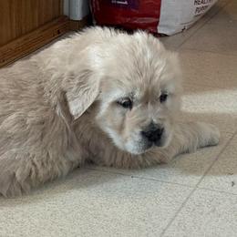 Bernie - Light golden male Golden Retriever puppy in Grant County, Indiana from On The Sunny Side Pavey Farms