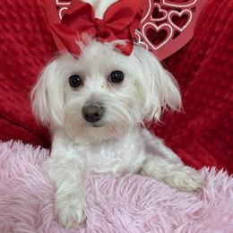 Samantha - Maltese