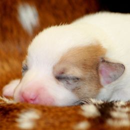 Red Merle Boy - Red merle and white male American Corgi puppy in Clovis, New Mexico from Sweet & Salty Cowdogs