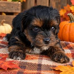 Mars - Black and tan male Yorkipoo puppy in Lebanon, Kentucky from Mosaic Merle Doodles
