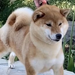Mila - Shiba Inu