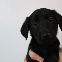 Golden Retriever and Labrador Retriever Puppies from Trenlock Kennels