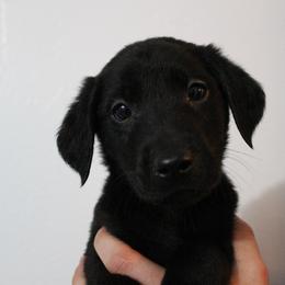 Golden Retriever and Labrador Retriever Puppies from Trenlock Kennels