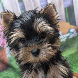 Lucas - Blue and gold male Yorkshire Terrier puppy in Frederick, Maryland from Maria Rodriguez