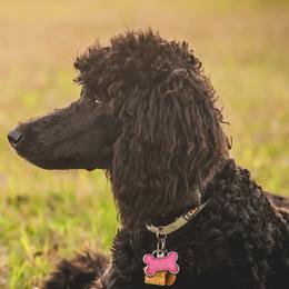 Goldendoodles from Flightline Doodles