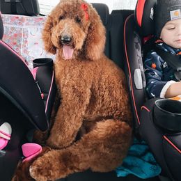 Aussiedoodle Puppies from Red Bud Beautiful Doodles