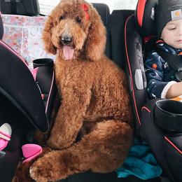 Aussiedoodle Puppies from Red Bud Beautiful Doodles