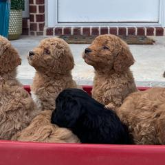 Cockapoos and Goldendoodles from Royal Doodles of Texas