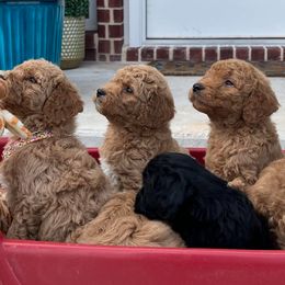 Cockapoos and Goldendoodles from Royal Doodles of Texas