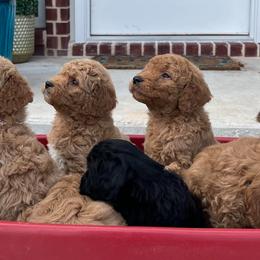 Cockapoos and Goldendoodles from Royal Doodles of Texas