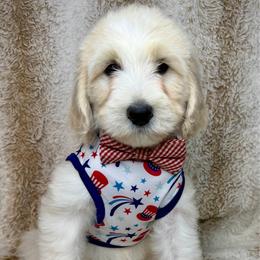 Zephyr - Caramel cream male Australian Labradoodle puppy in Upland, California from Kings Labradoodles