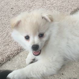Pomeranian Puppies from Jazzi’s Poms