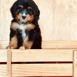 Assorted Doodle Crosses, Bernedoodle, and Bernese Mountain Dog Puppies from Bernedoodle.do