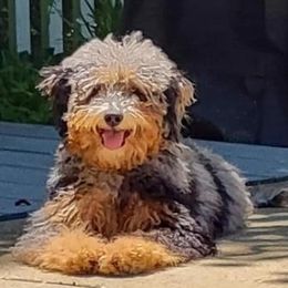 Marley - Goldendoodle