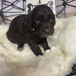 Aussiedoodle, Cockapoo, Goldendoodle, Poodle, Sheepadoodle, and Springerdoodle Puppies from Two Creeks Farm Poodles & Doodles