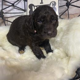 Aussiedoodle, Cockapoo, Goldendoodle, Poodle, Sheepadoodle, and Springerdoodle Puppies from Two Creeks Farm Poodles & Doodles