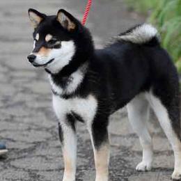 Yaya - Shiba Inu