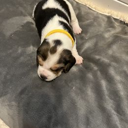 Beagle Puppies from Beagles at 4G Ranch
