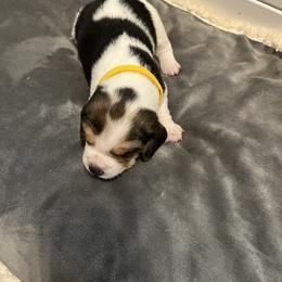 Beagle Puppies from Beagles at 4G Ranch