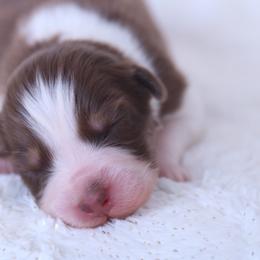Romans - Red tri-color male Australian Shepherd puppy in Leavenworth, Kansas from Silverbrook Australian Shepherds