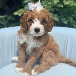 Fern - Red  female Goldendoodle puppy in Knoxville, Tennessee from Graystone Doodles