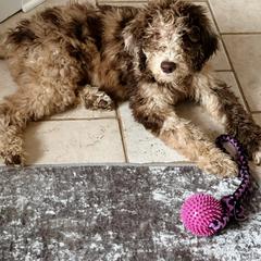 Double Doodle and Morkie Puppies from McCormack Morkies + Merle Doodles