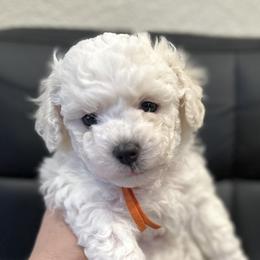 Boy 2 - White male Bichon Frise puppy in Pahrump, Nevada from Calvada's Bichons