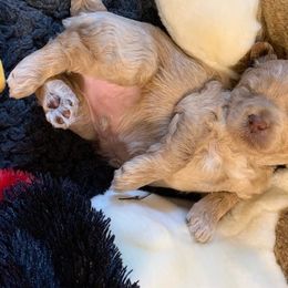 Australian Labradoodle Puppies from Charlotte Labradoodles